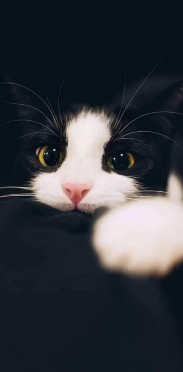 630x1280 Big eye cat wallpaper
