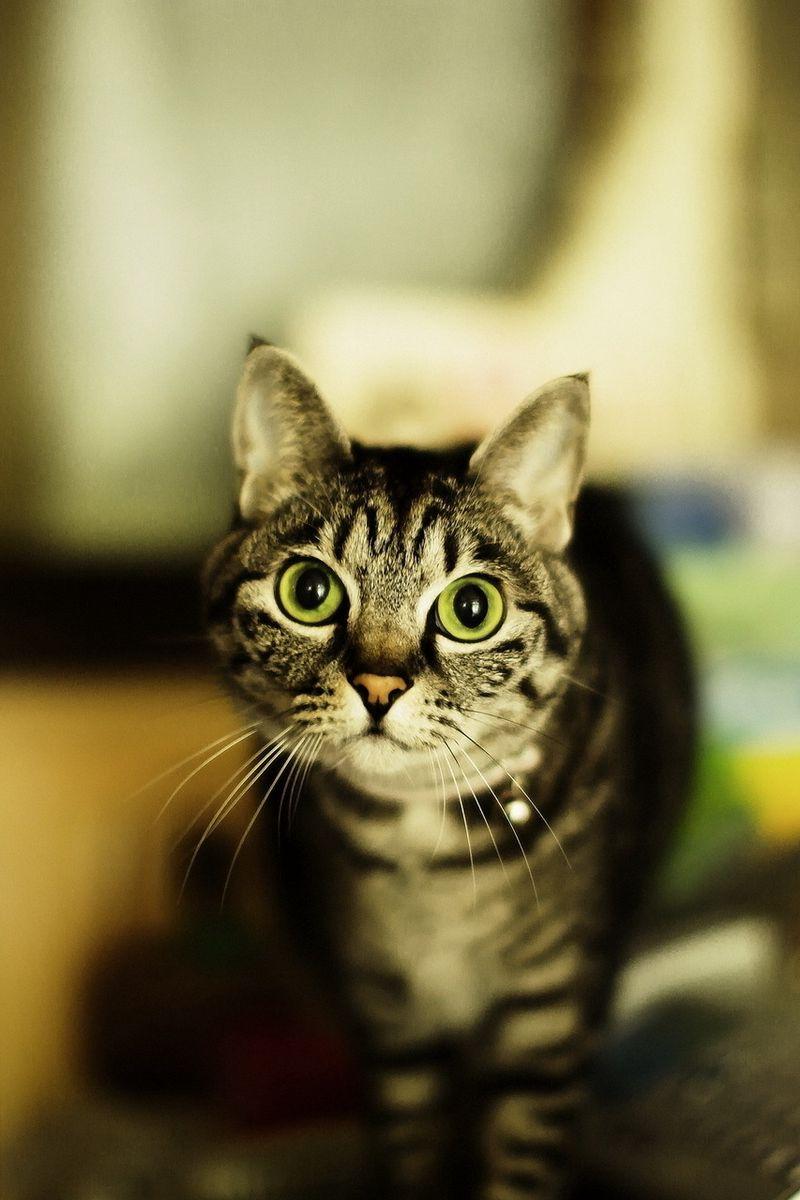 800x1200 Download Wallpaper 800x1200 Cat, Eyes, Big Eyes, Danger Iphone 4s 4 For Parallax HD Background