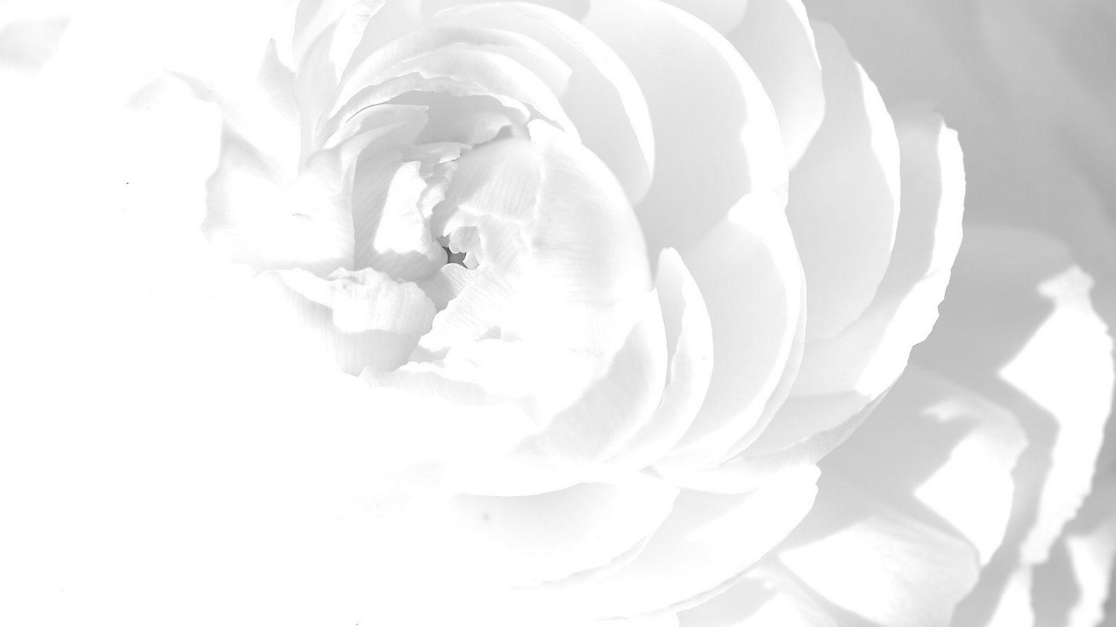 1600x900 Download wallpaper 1600x900 white rose, petals, flower, bright widescreen 16:9 HD background