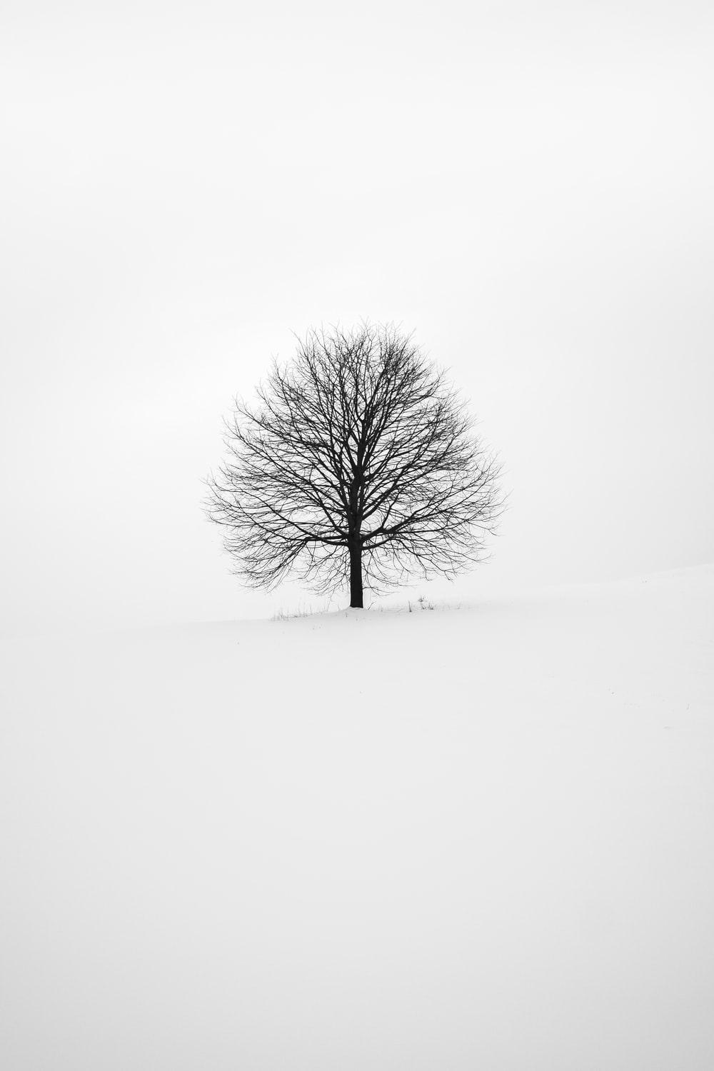 1000x1500 White Wallpaper Picture. Download Free Image