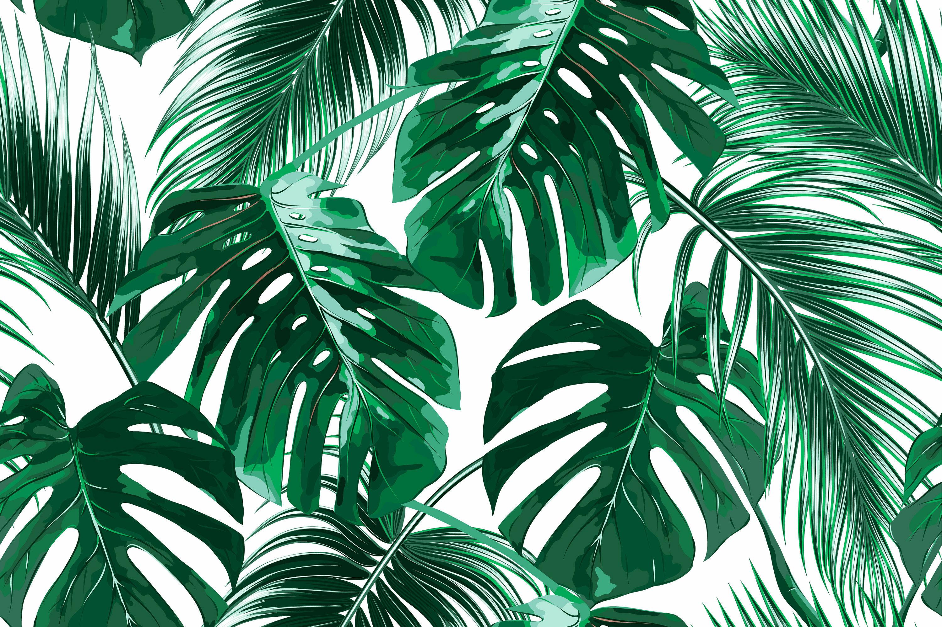 3000x1999 Bay Isle Home Zigler Removable Tropical Palm Leaves 9.17' L x 175 W Peel and Stick Wallpaper Roll