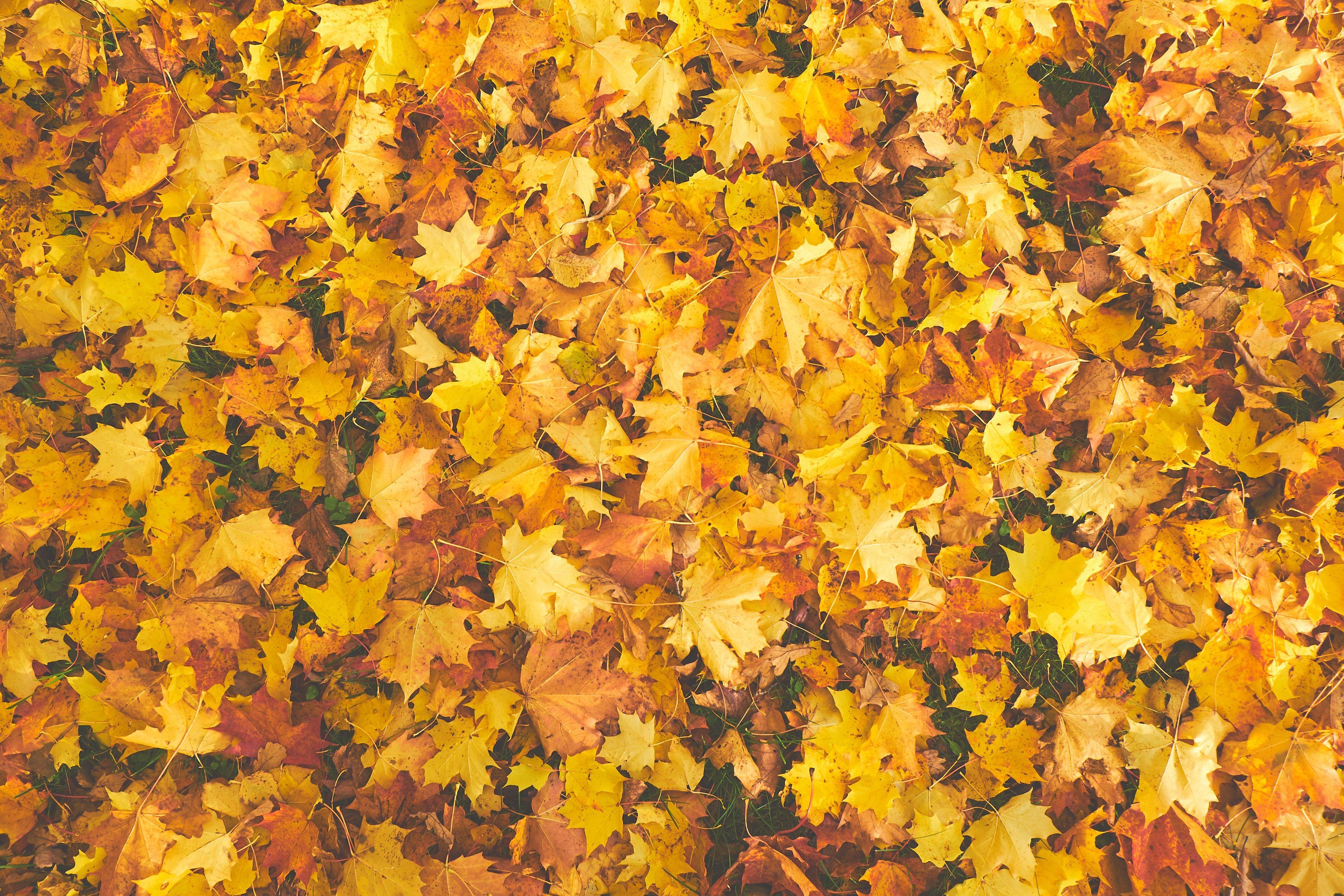 3750x2500 Fall Picture