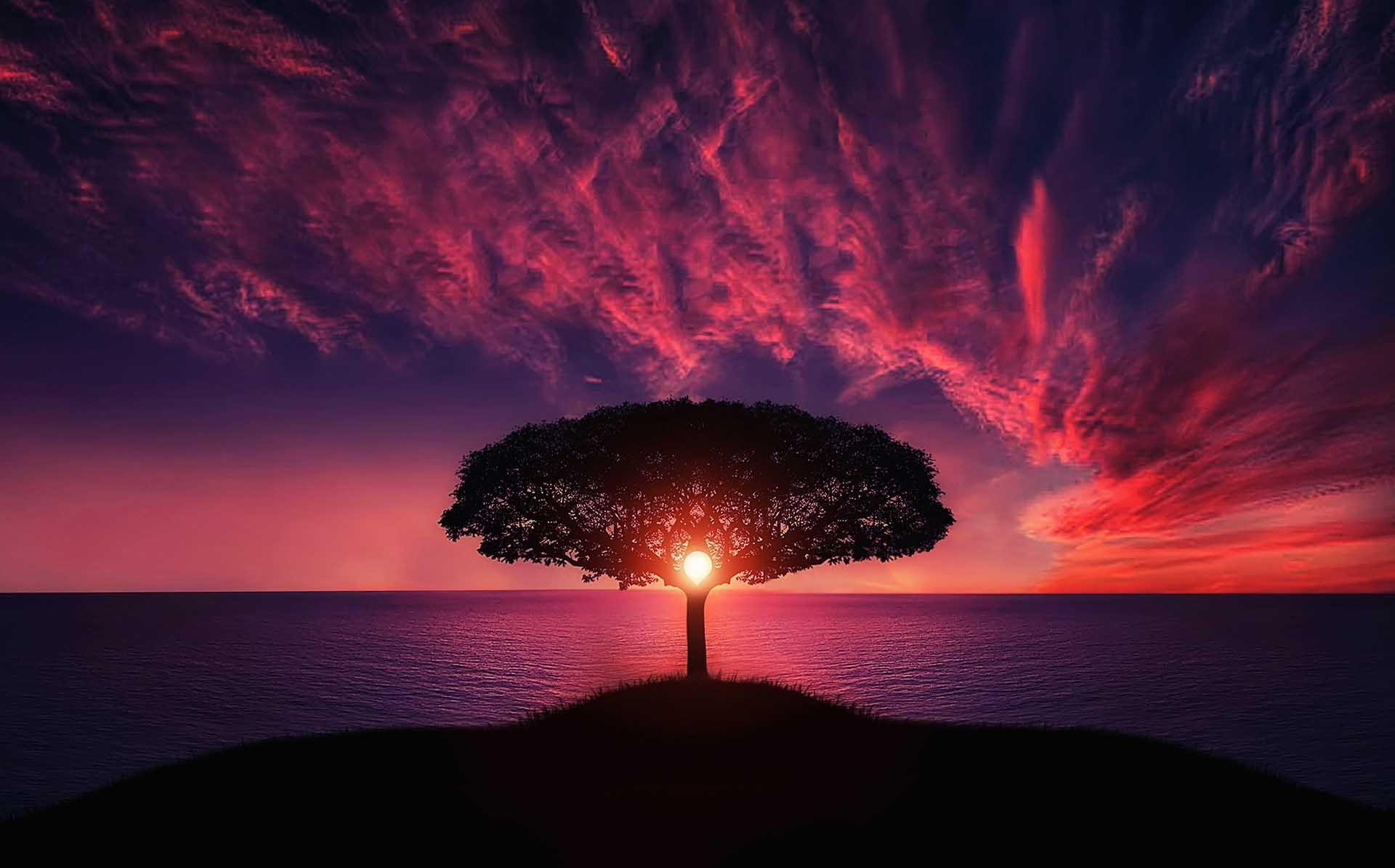1920x1195 Sunset Tree Red Ocean Sky, HD Nature, 4k Wallpaper, Image, Background, Photo and Picture