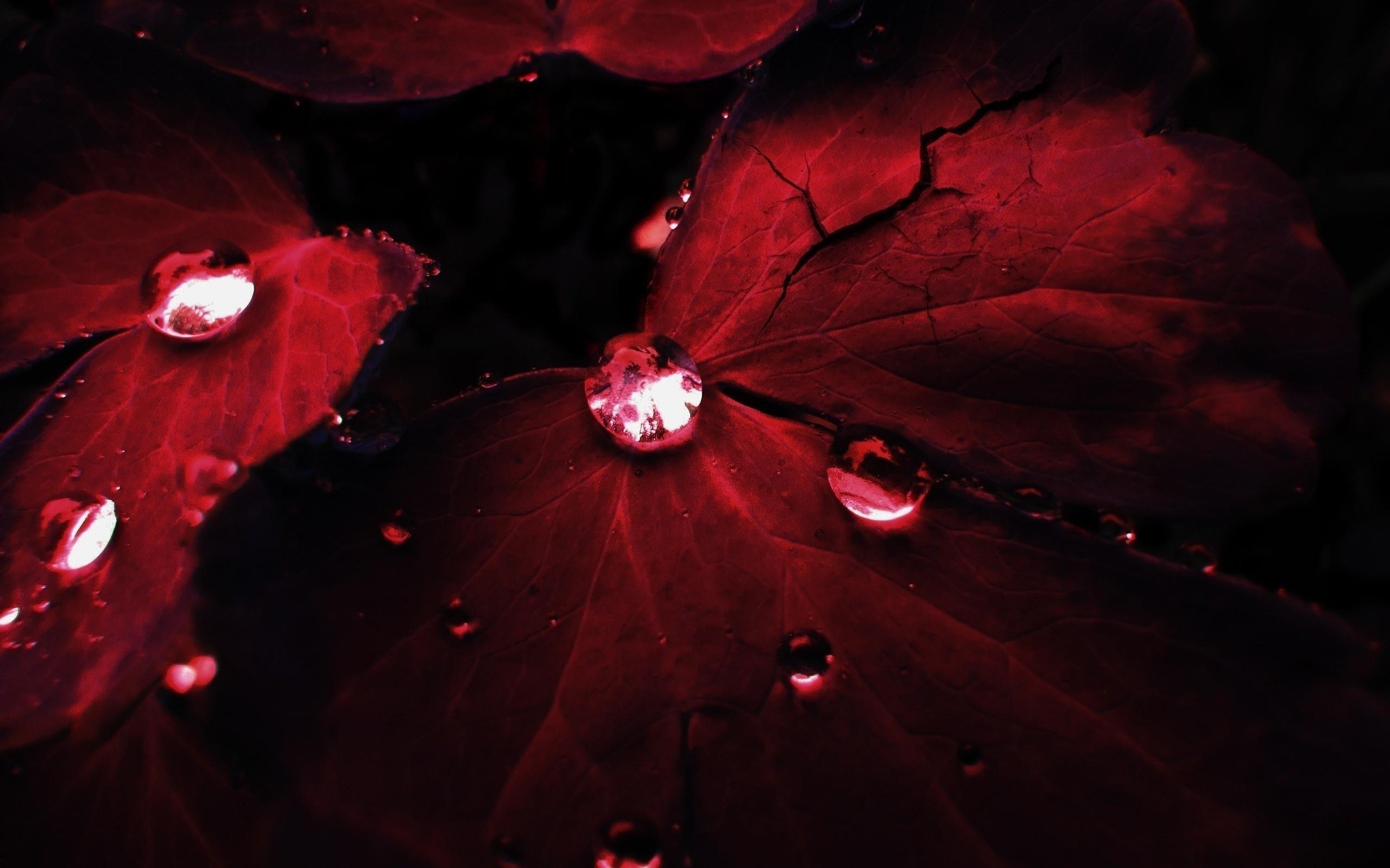 2560x1600 Crisp Red Wallpaper For Desktop, Laptop and Tablet Devices