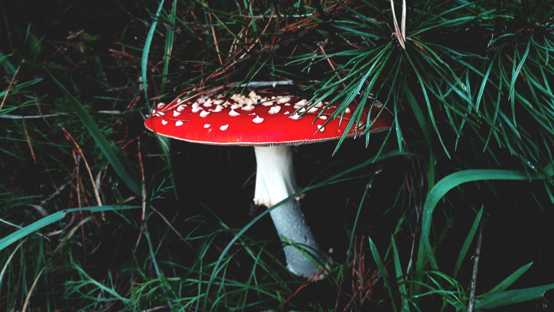 1920x1080 Desktop Wallpaper Red Mushroom, HD Image, Picture, Background, Yiemml
