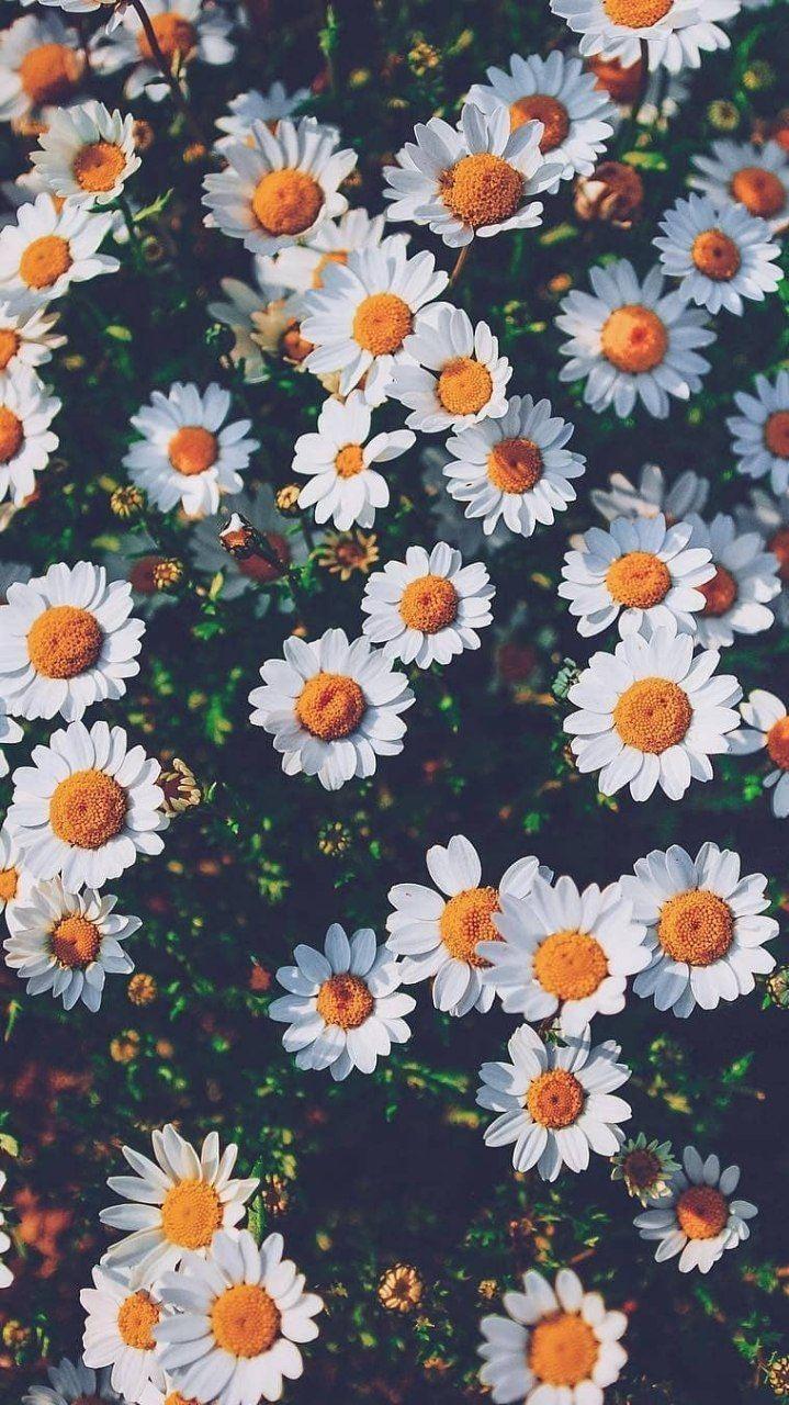 Free download Black And White Daisy Iphone Wallpaper White daisies  640x1136 for your Desktop Mobile  Tablet  Explore 47 Daisy Phone  Wallpaper  Daisy Duck Wallpaper Daisy Wallpaper Gerbera Daisy Wallpaper