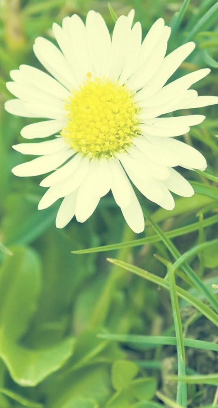 Daisy Aesthetic Wallpapers - Top Free Daisy Aesthetic Backgrounds