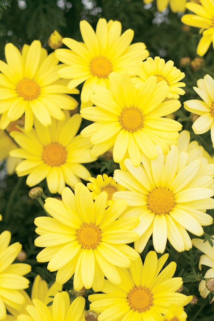 Daisy Aesthetic Wallpapers - Top Free Daisy Aesthetic Backgrounds