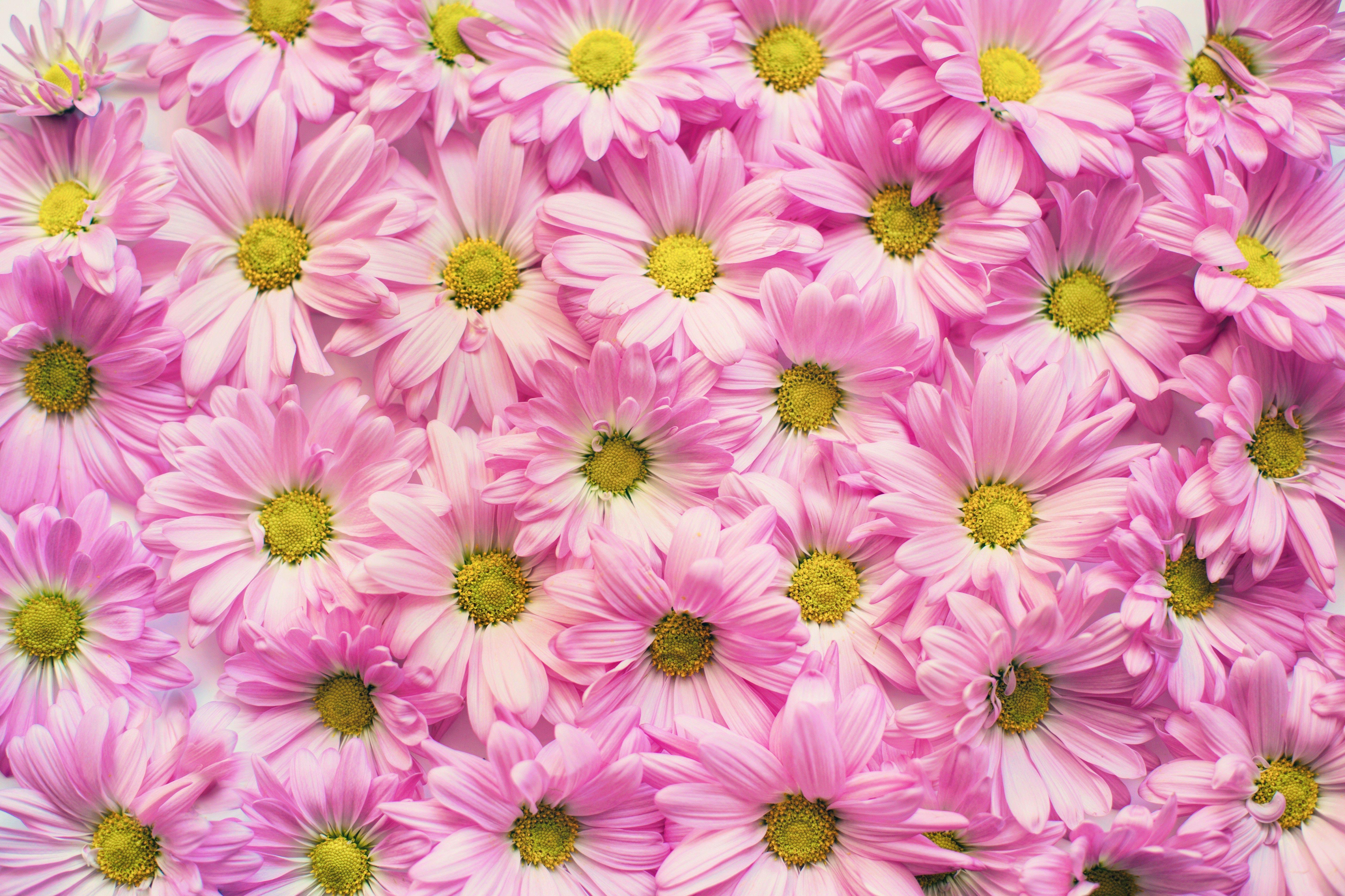 Daisy Aesthetic Wallpapers - Top Free Daisy Aesthetic Backgrounds - WallpaperAccess