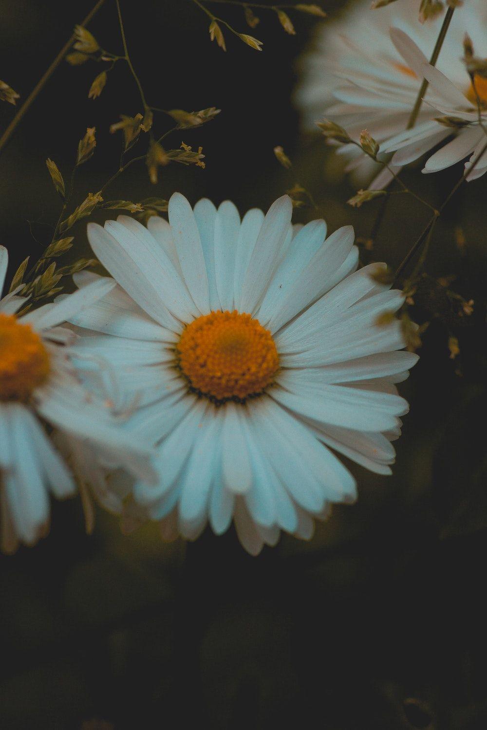 Daisy Aesthetic Wallpapers - Top Free Daisy Aesthetic Backgrounds ...