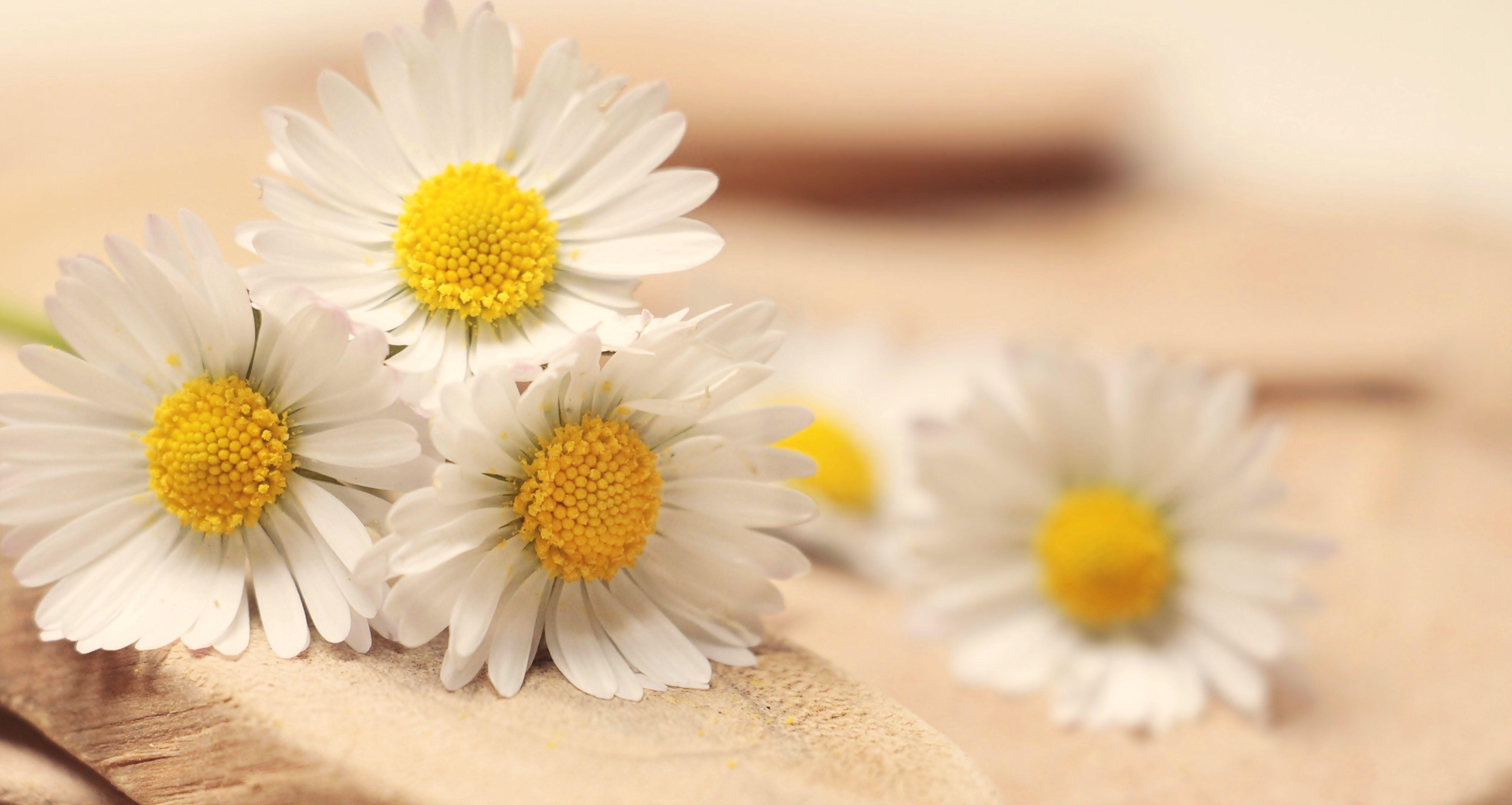 Daisy Aesthetic Wallpapers - Top Free Daisy Aesthetic Backgrounds