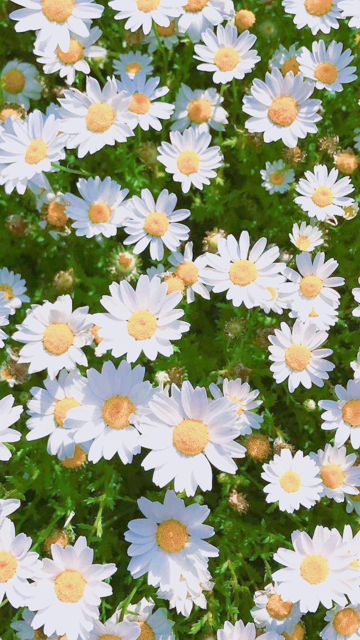 Daisy Aesthetic Wallpapers - Top Free Daisy Aesthetic Backgrounds