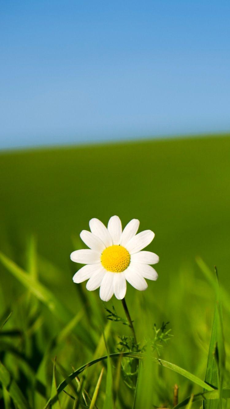 Daisy Aesthetic Wallpapers - Top Free Daisy Aesthetic Backgrounds - WallpaperAccess