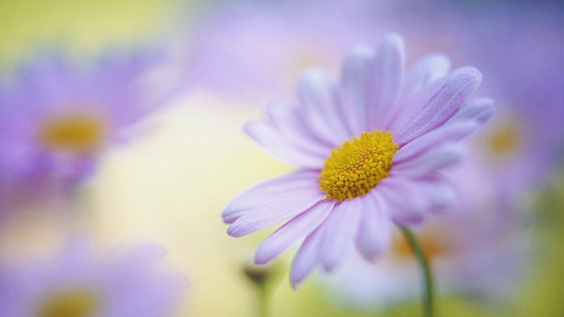 1920x1080 Purple Flower iPhone Wallpaper Hanging Flower Wisteria Purple