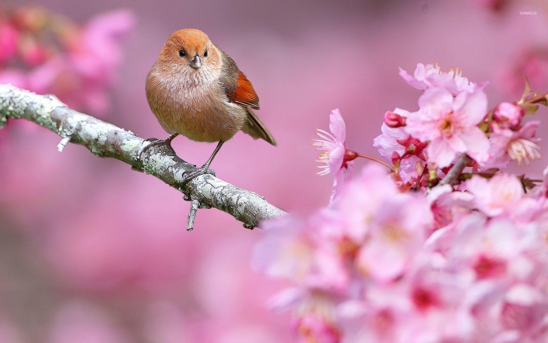 1920x1200 Spring Animals Wallpaper