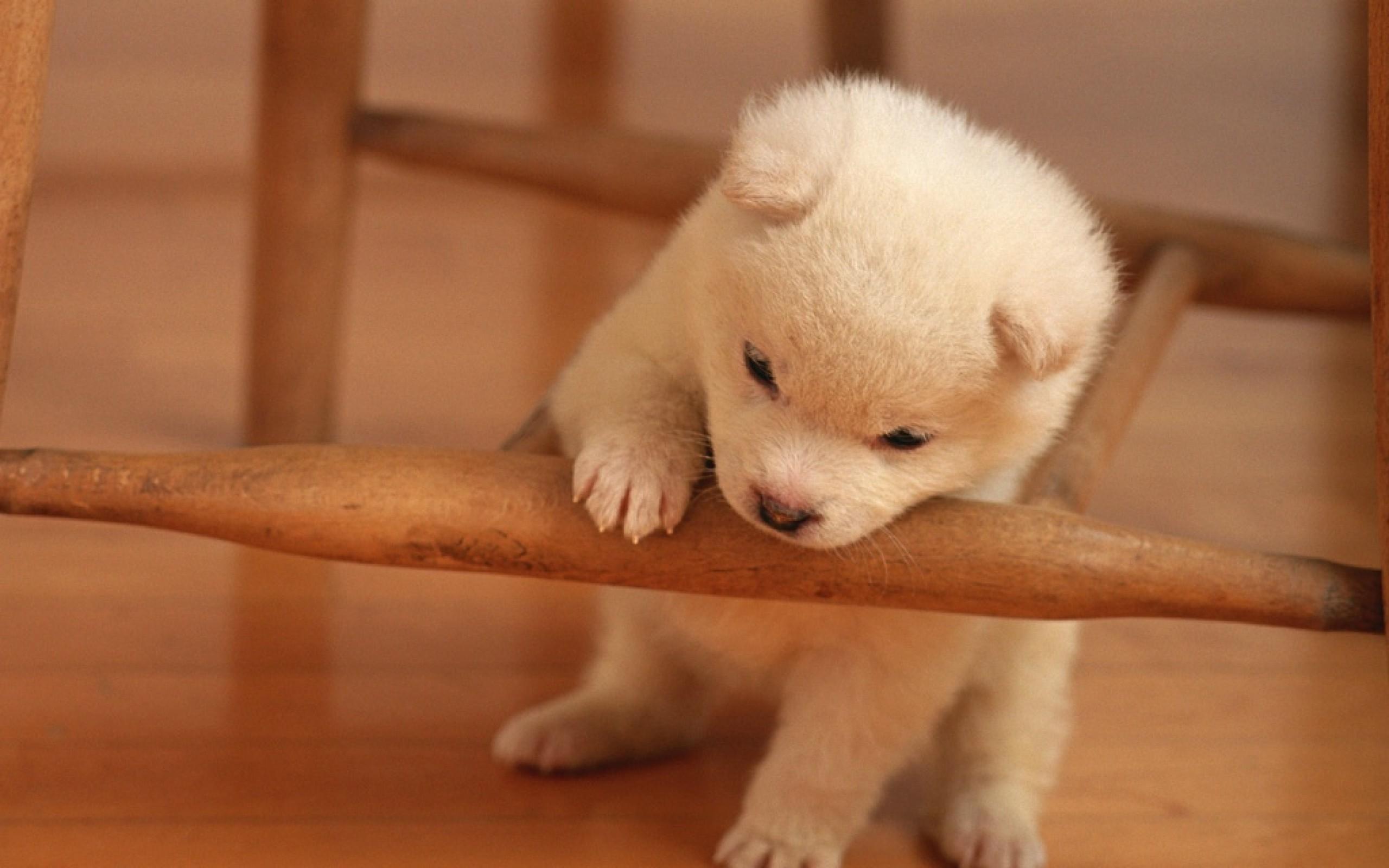 2560x1600 Puppy HD Wallpaper
