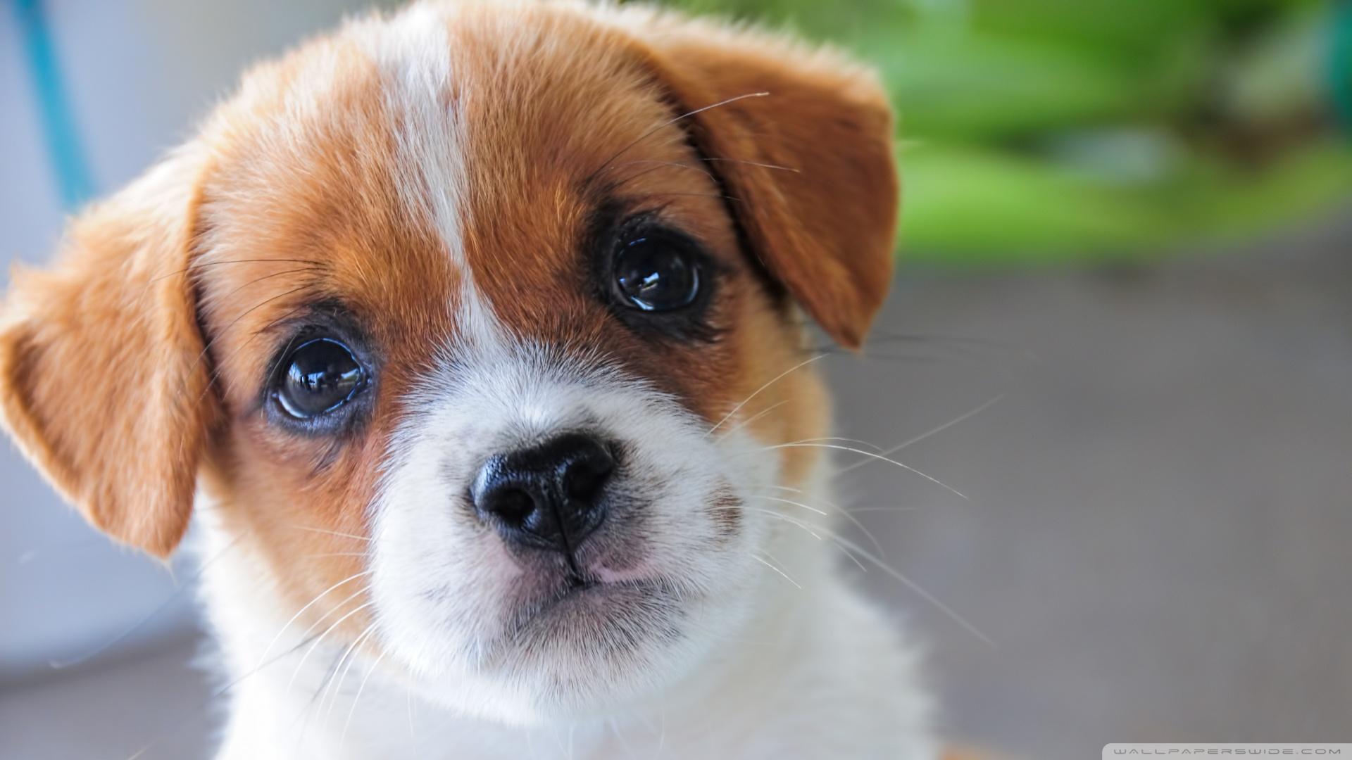1920x1080 Little Dog Ultra HD Desktop Background Wallpaper for 4K UHD TV : Widescreen & UltraWide Desktop & Laptop