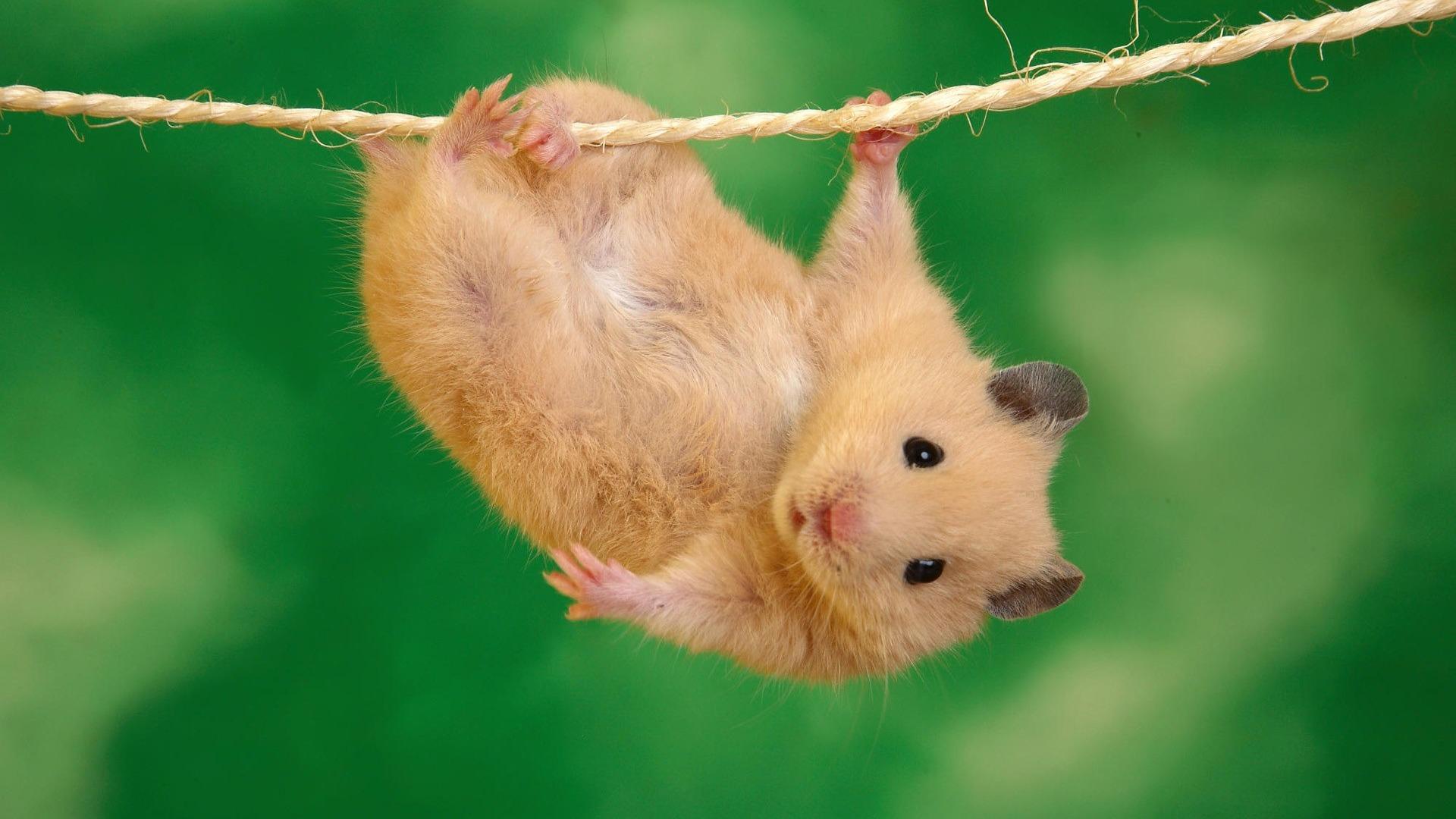 1920x1080 Small Hamsters Funny Animal Wallpaper