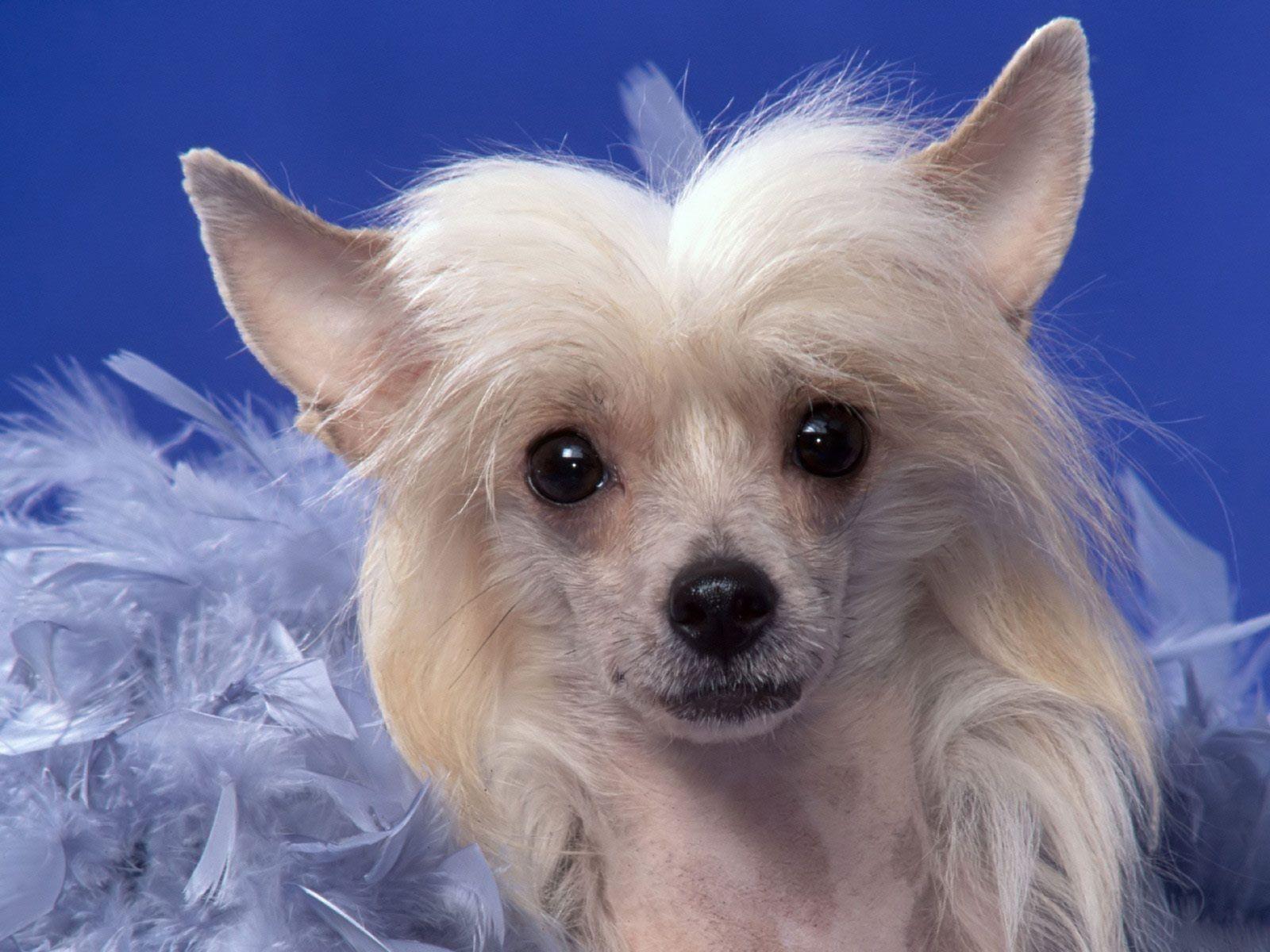 1600x1200 All Small Dogs Wallpaper: Chinese Crested. Chinese crested dog, Chinese crested, Dog breeds