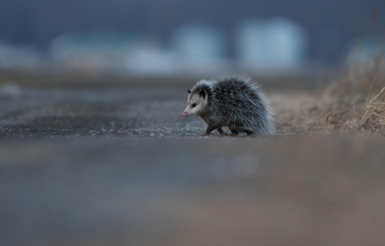 1332x850 Wallpaper road, animals, background, small, animal, walk, possum, funny, nosy image for desktop, section животные