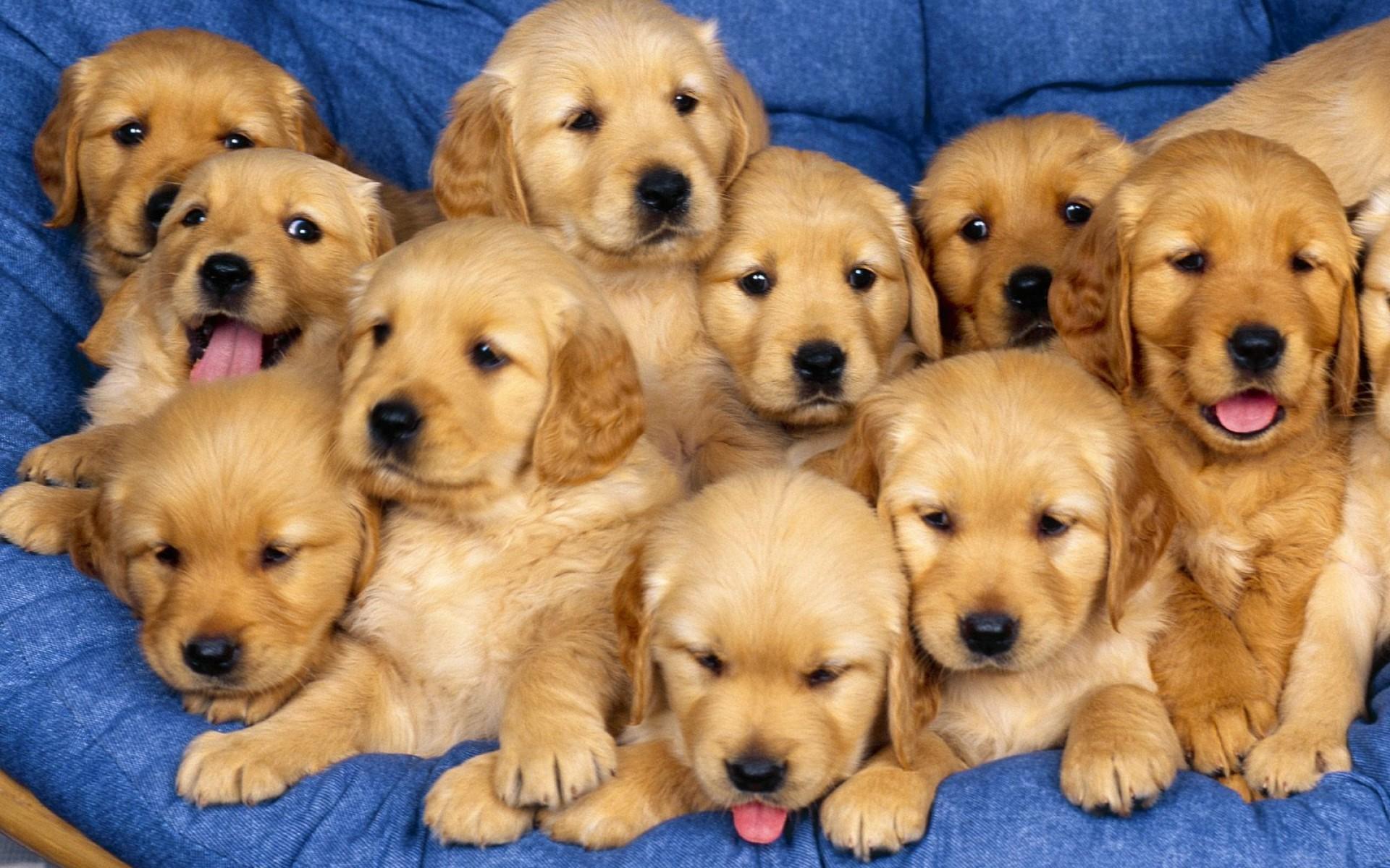 1920x1200 Cute And Funny Small Dog Wallpaper 1920×