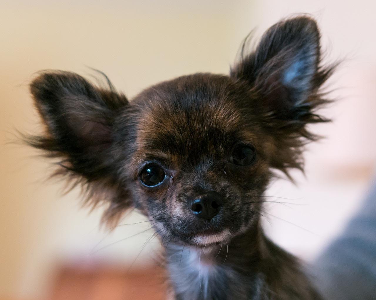 1280x1024 Tobie's Small Dog Rescue