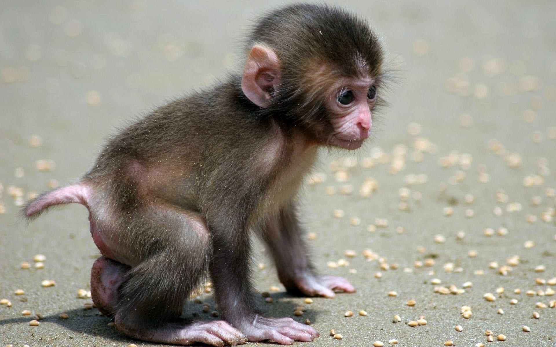 1920x1200 Free download small monkey baby picture download HD wallpaper of animal baby [1920x1200] for your Desktop, Mobile & Tablet. Explore Free Animal Wallpaper for Computer. Animal Wallpaper Free Download