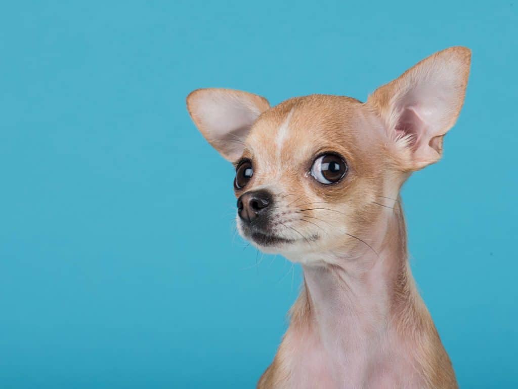 1024x768 The 8 Telltale Signs Your Dog Has 'Small Dog Syndrome' Dogs Life