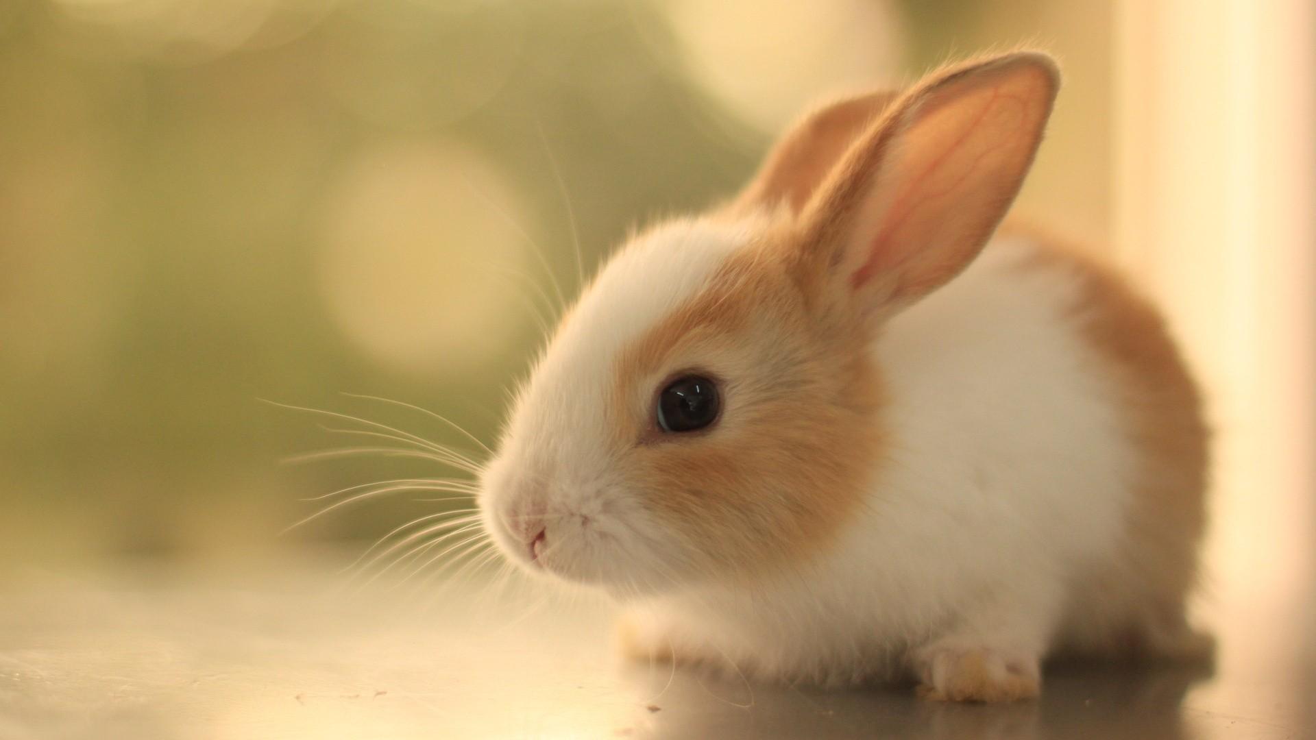 1920x1080 Cute Animal Wallpaper