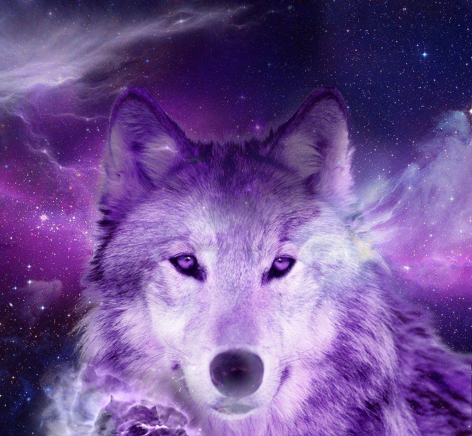 930x860 Wolf picture, Wolf photo, Wolf dog