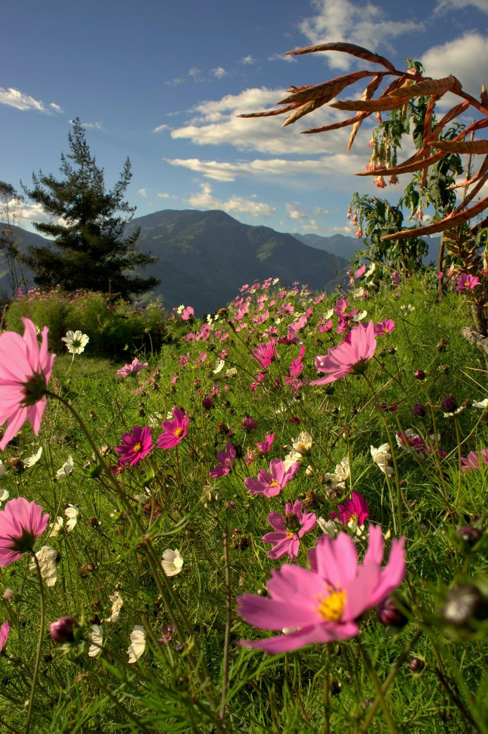 1000x1504 Outdoor Picture. Download Free Image