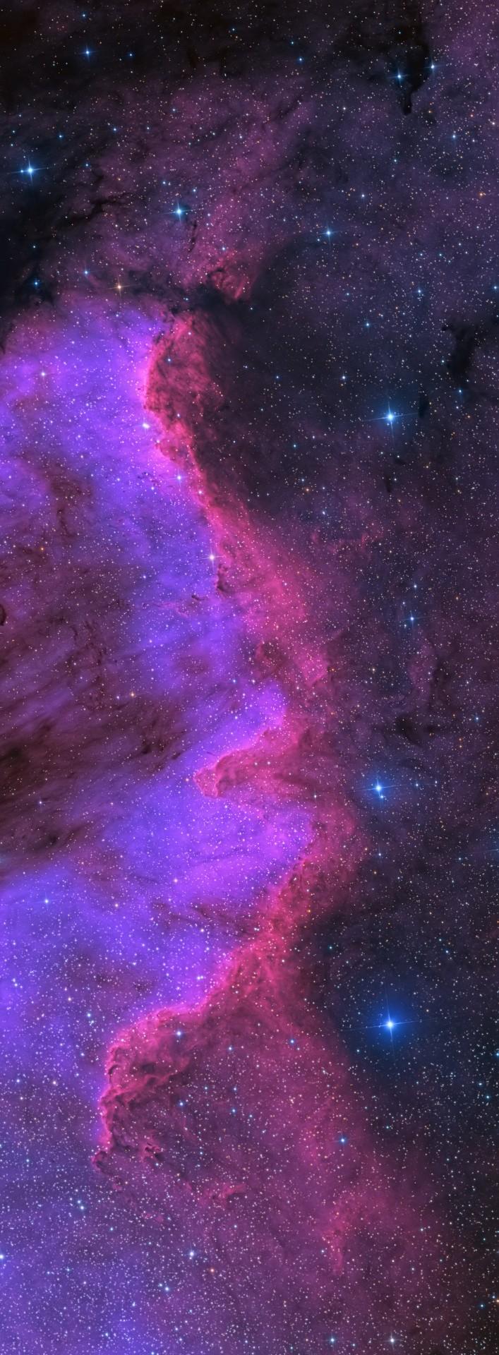 707x1920 Stargazing Wolf