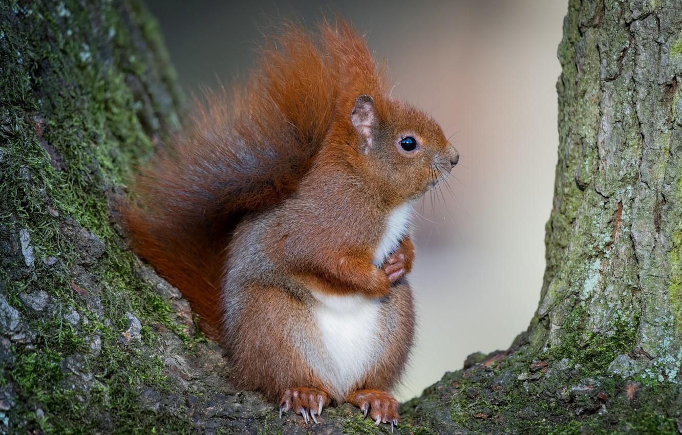 Red Squirrel Wallpapers - Top Free Red Squirrel Backgrounds ...