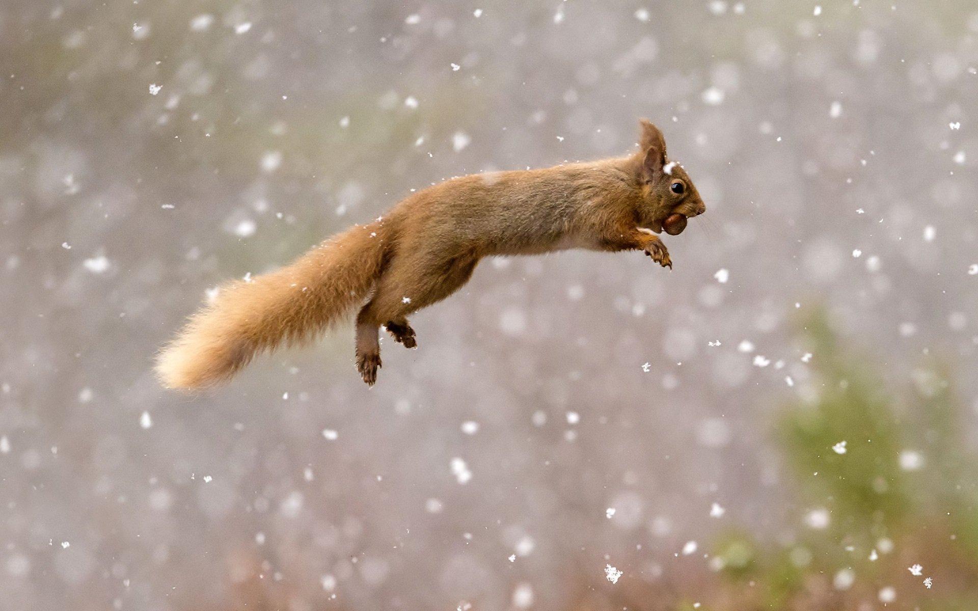 1920x1200 Red Squirrel HD Wallpaper