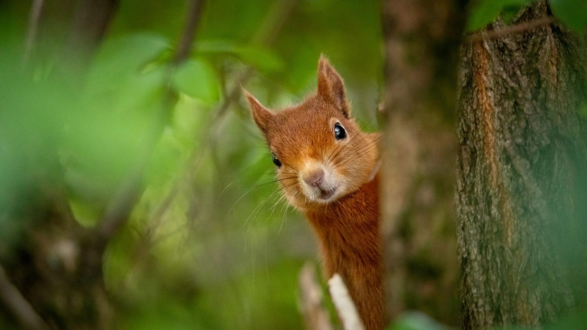 Red Squirrel Wallpapers Top Free Red Squirrel Backgrounds
