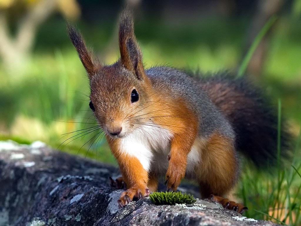 1024x768 Free download Playing squirrel photo Red squirrel wallpaper Sleeping cute squirrel [1024x768] for your Desktop, Mobile & Tablet. Explore Baby Squirrel Wallpaper. Bing Squirrel Wallpaper, Squirrel Wallpaper for Computer