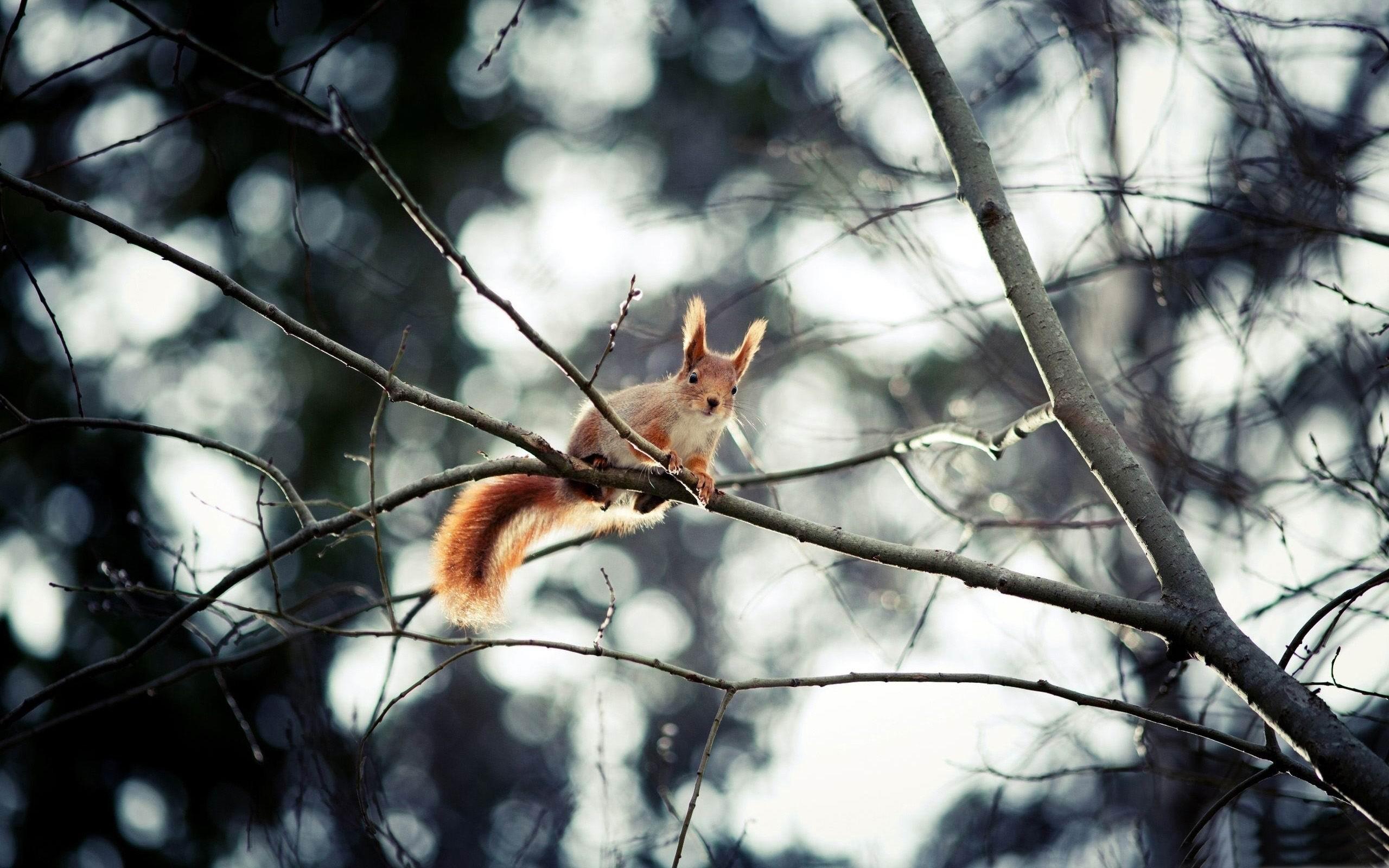 2560x1600 Red Squirrel In Tree Wild Animal Desktop Wallpaper