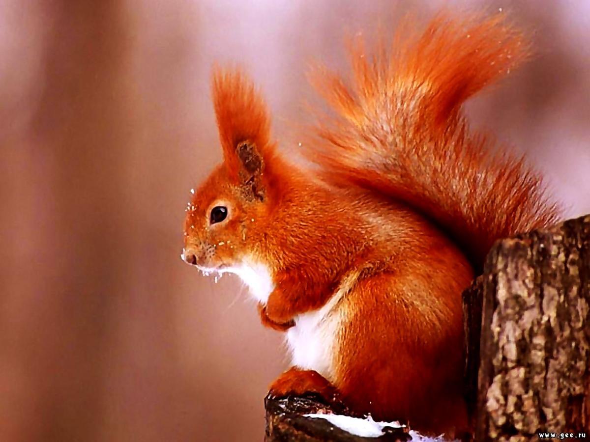 1200x900 Squirrel, Eurasian Red Squirrel, Animals wallpaper. FREE Download pics