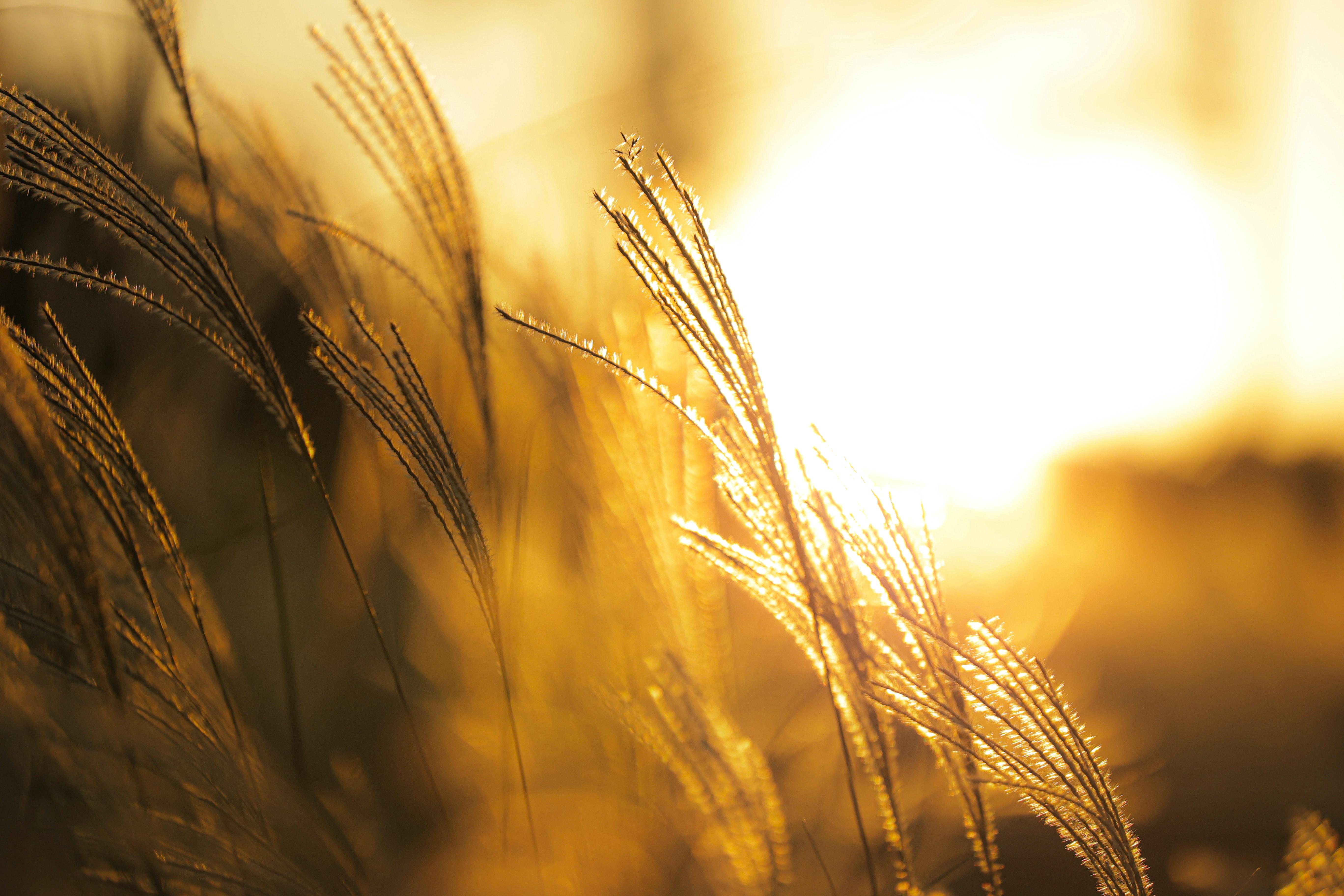 5472x3648 Best Free The Catcher In The Rye & Image · 100% Royalty Free HD Downloads