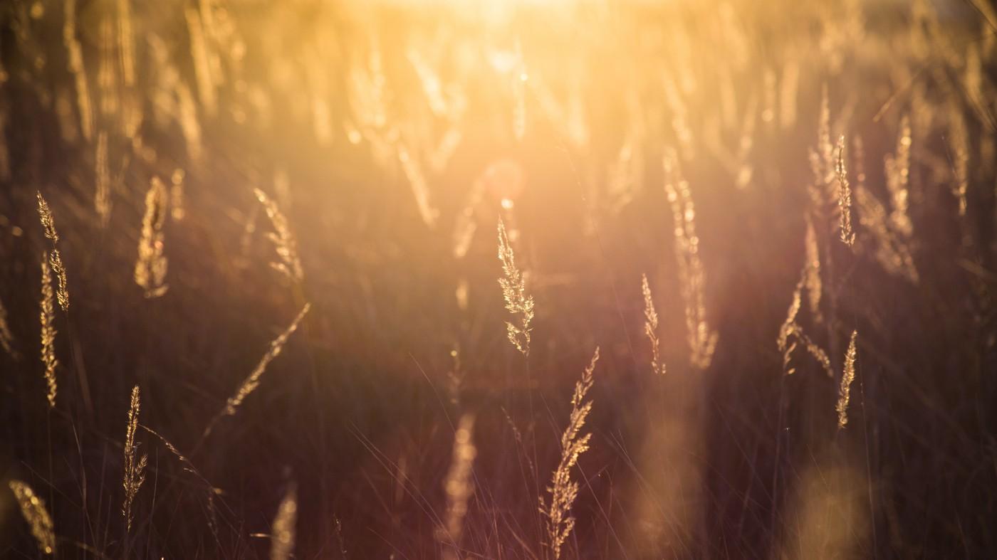 Catcher In The Rye Wallpapers - Top Free Catcher In The Rye Backgrounds ...