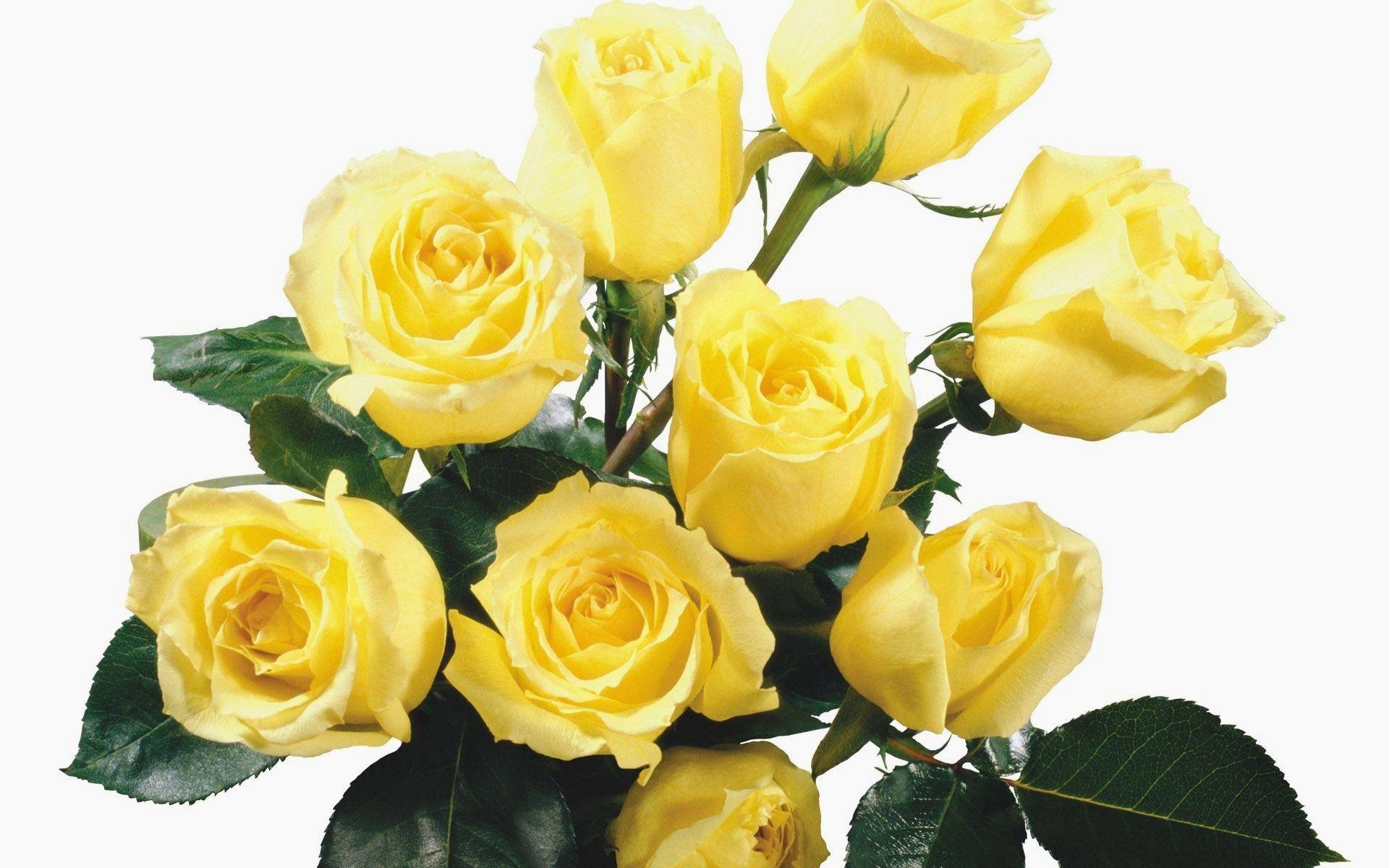 1920x1200 Yellow Flower Rose Beautiful Computer Desktop Wallpaper Lovely 116