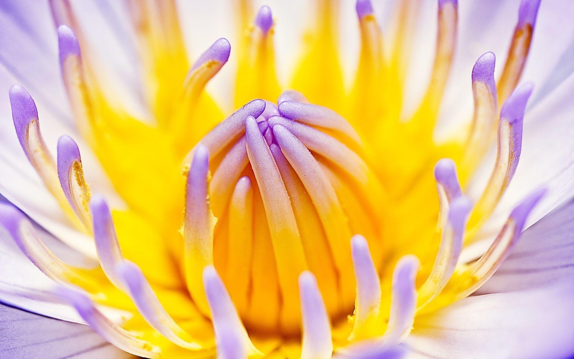 1920x1200 Yellow Flowers Cool Desktop Background Image Inspirational Autumn