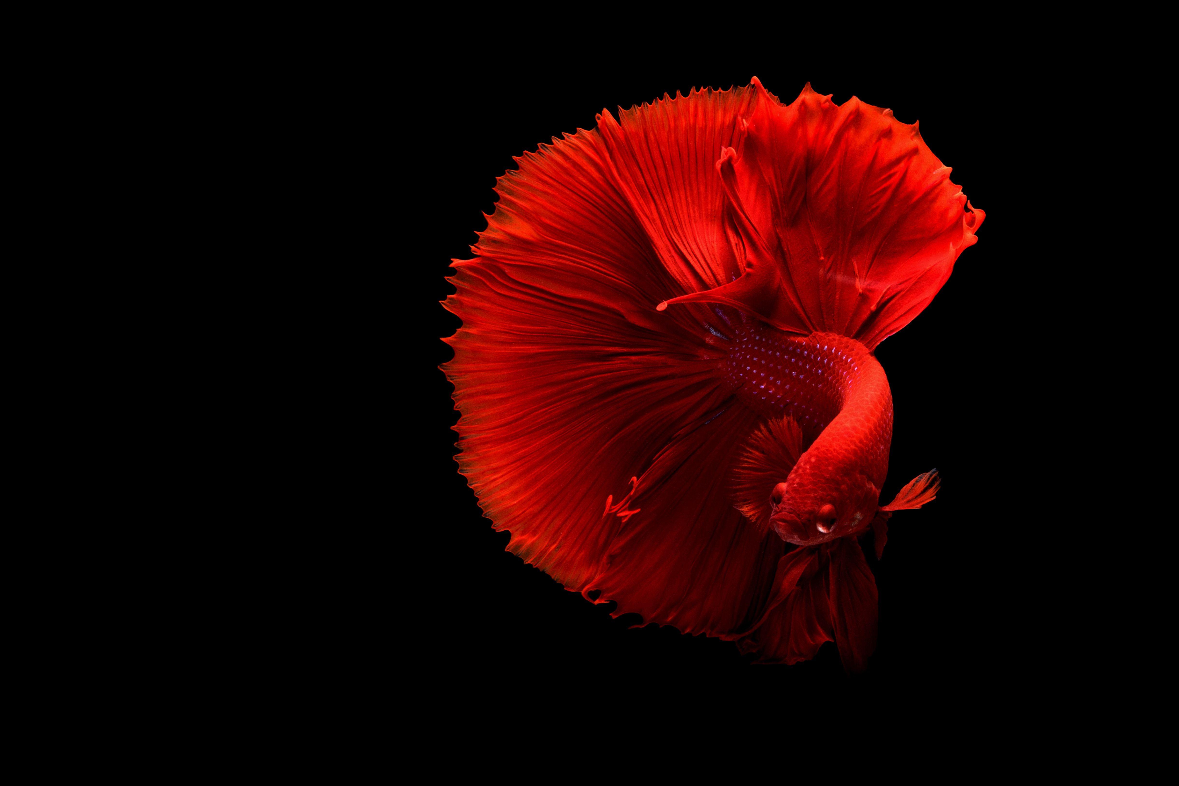 Samsung 4K Desktop Wallpapers - Top Free Samsung 4K Desktop Backgrounds ...