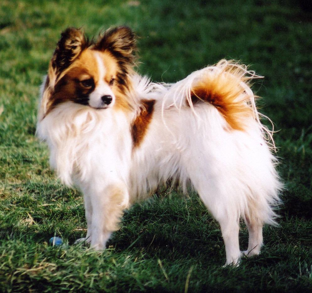 994x934 Papillon Pet Stories