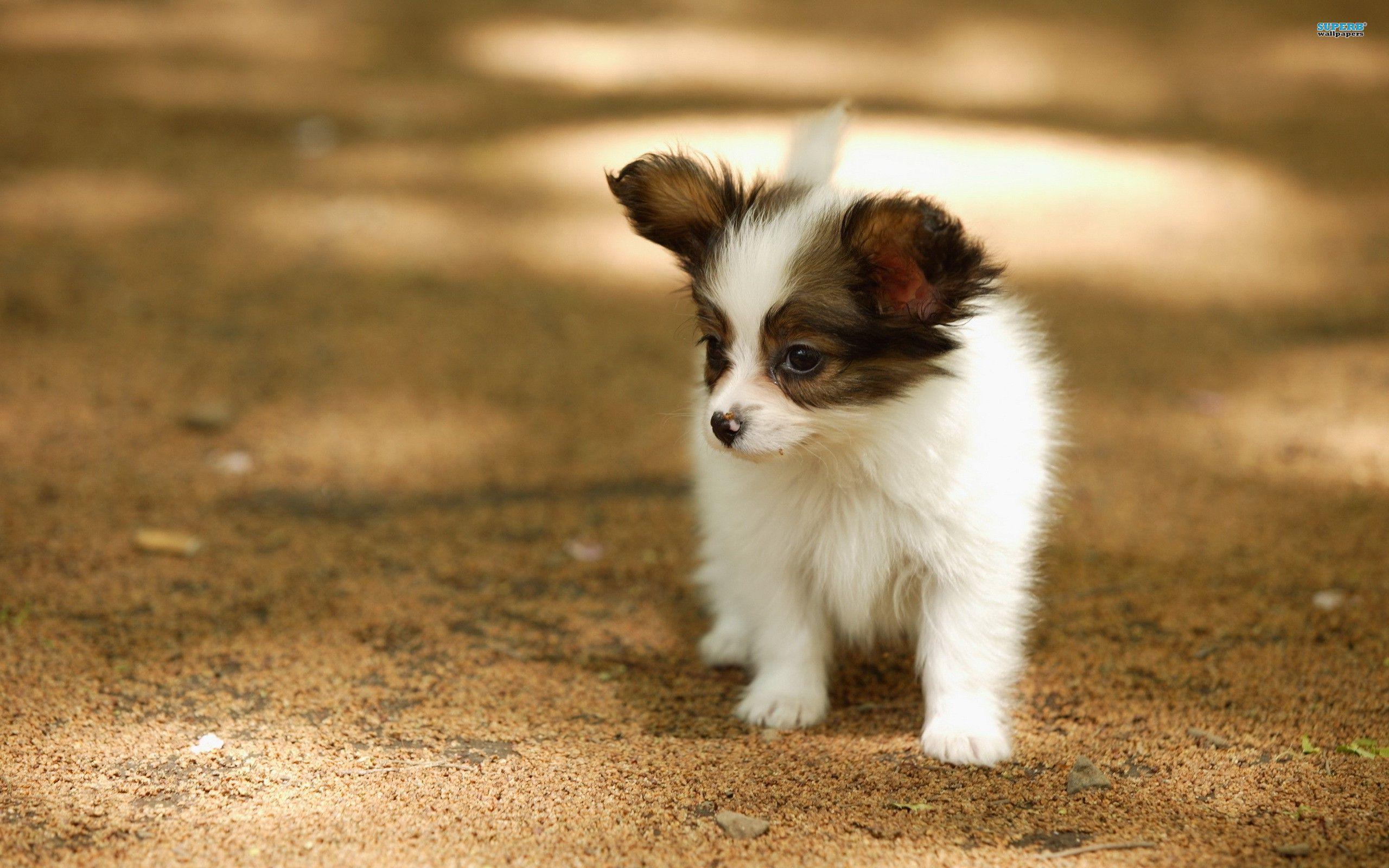 2560x1600 Vey Cute Papillon Puppy Photo And Image