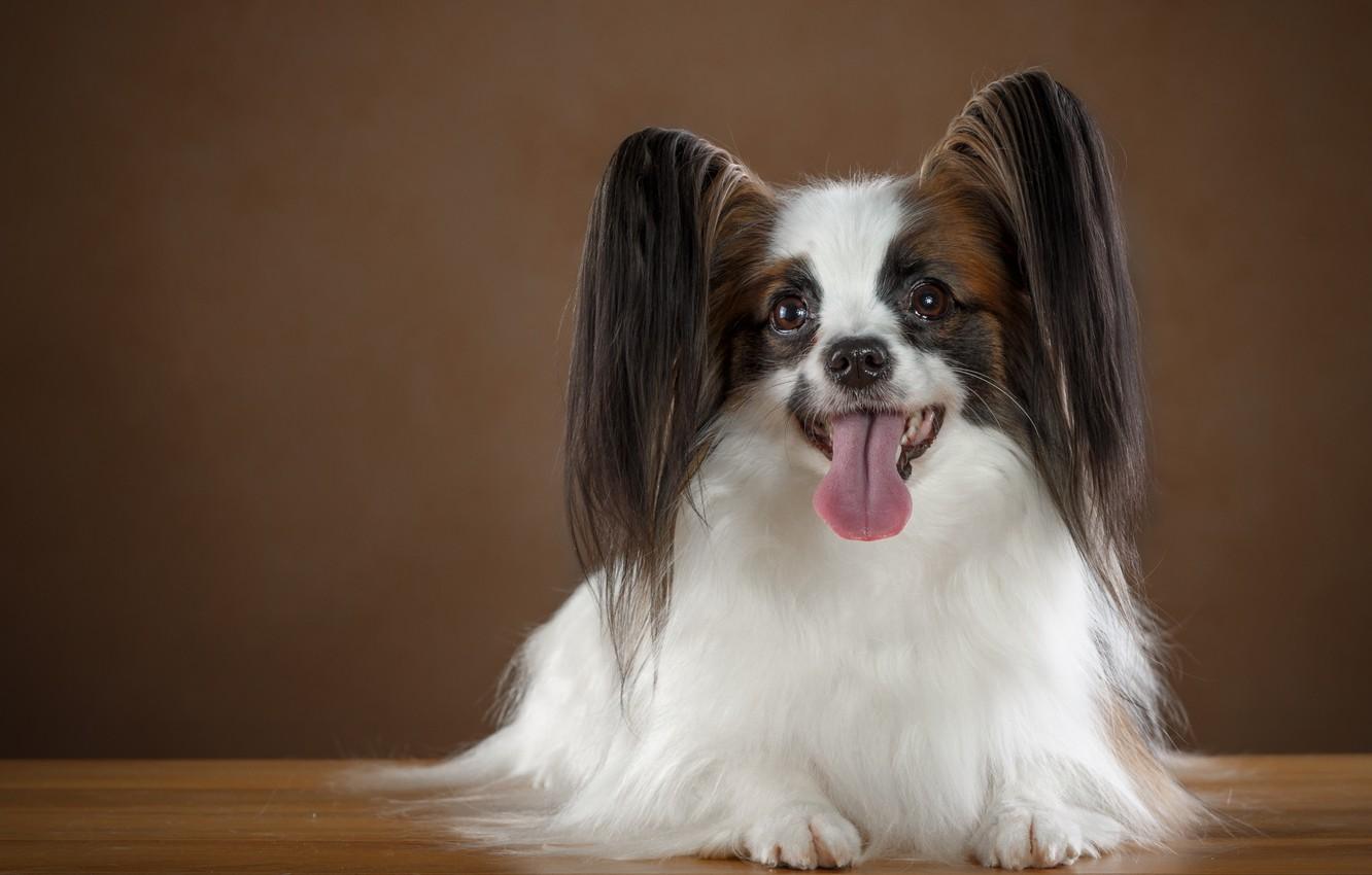 1332x850 Wallpaper language, ears, breed, Papillon image for desktop, section собаки