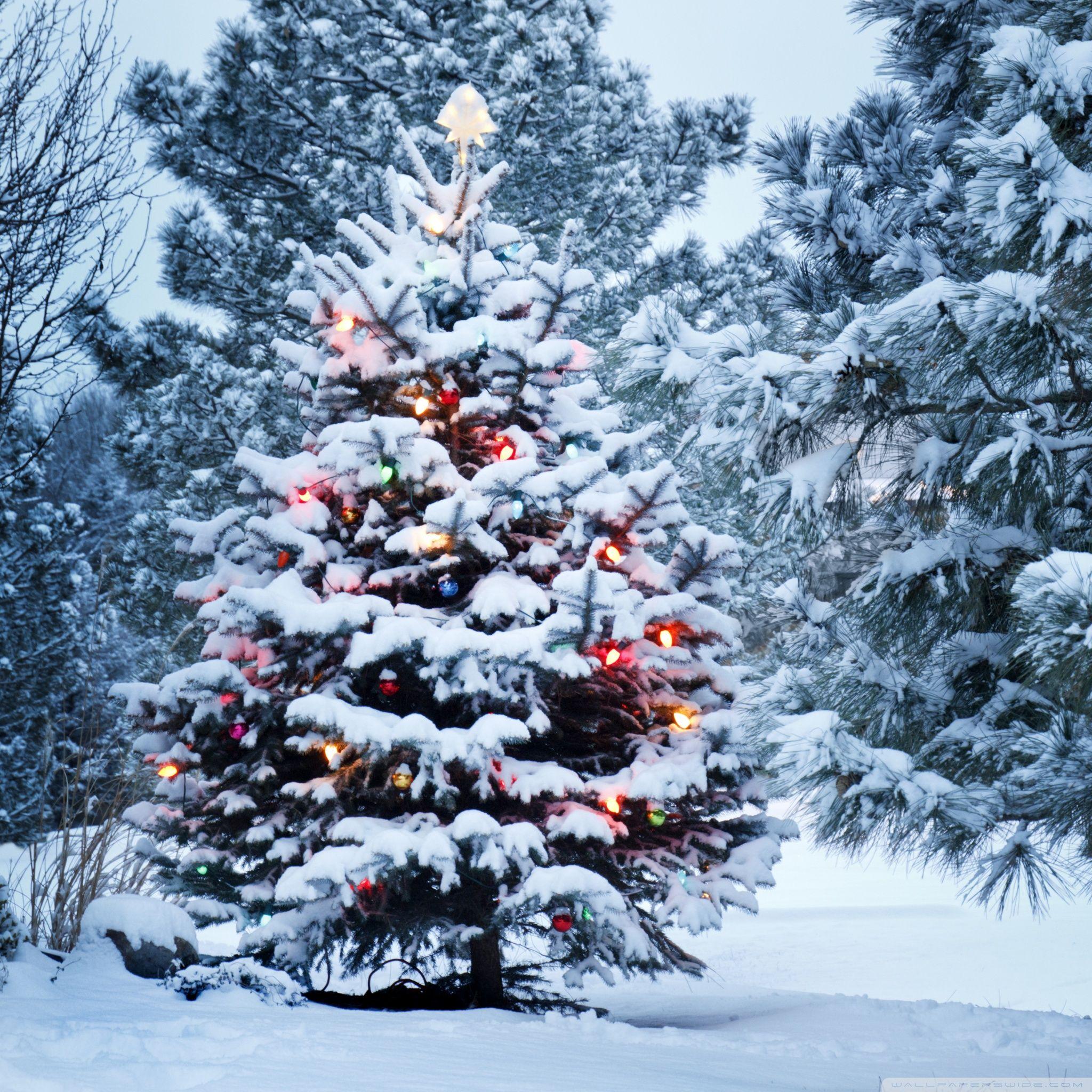 2048x2048 Christmas Wallpaper HD Samsung Outdoor Christmas Tree
