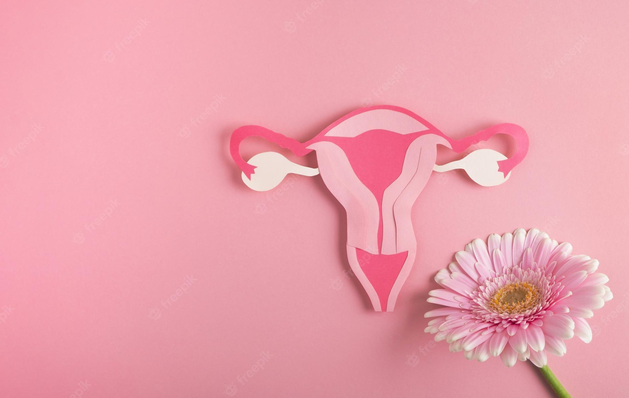 2000x1268 Baby Uterus Image