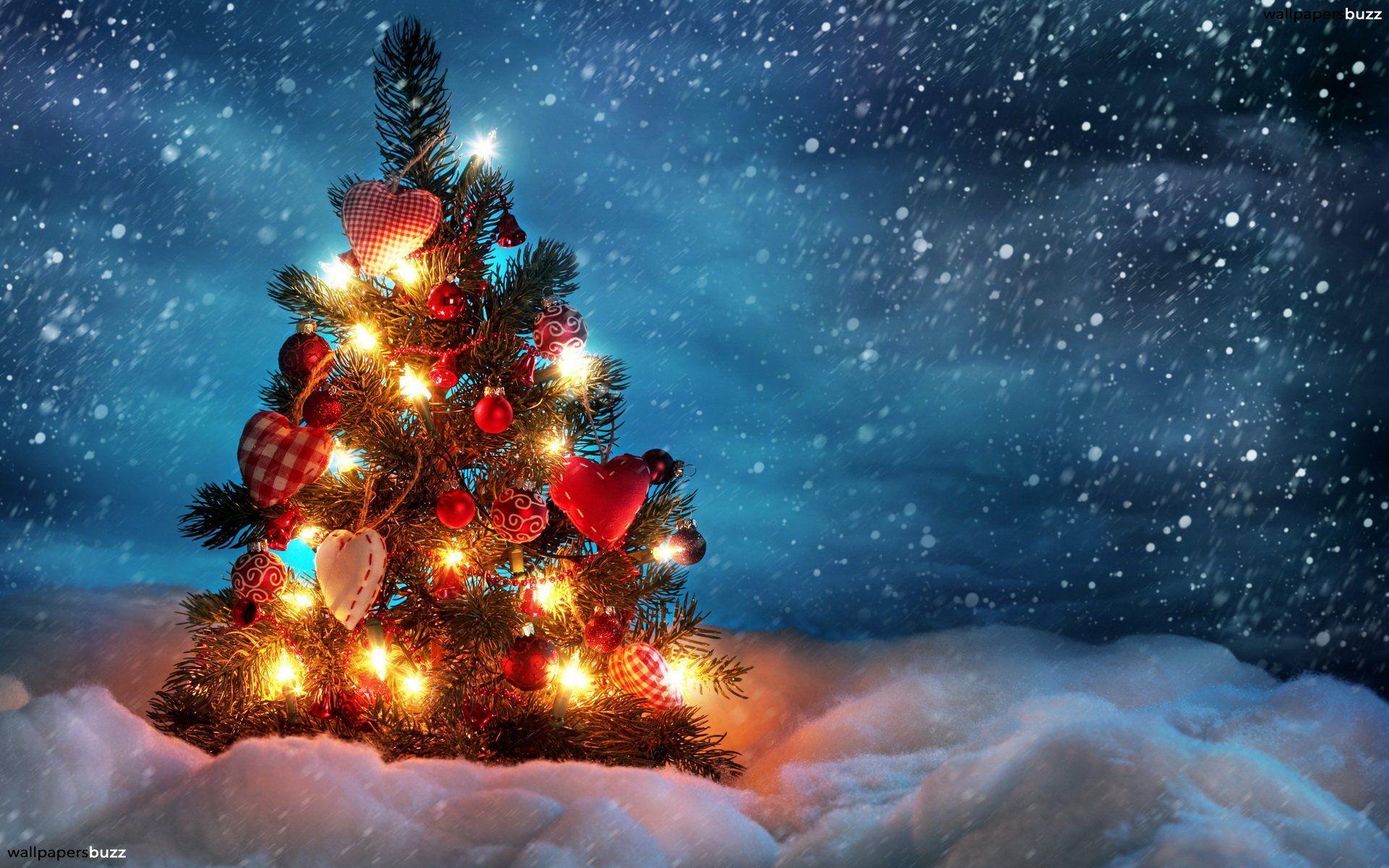 1920x1200 Christmas tree in a field HD Wallpaper