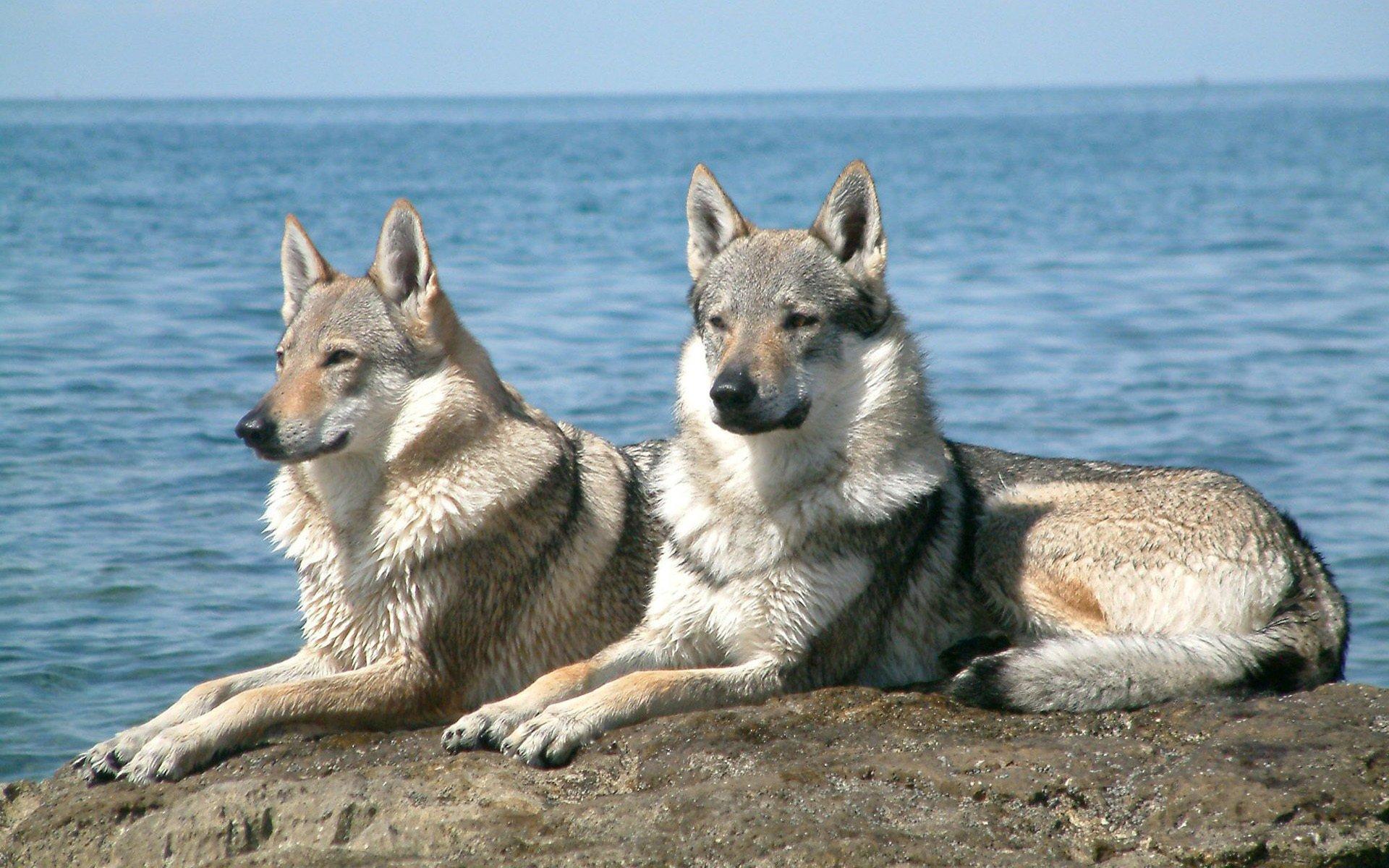 1920x1200 Wolfdog HD Wallpaper and Background